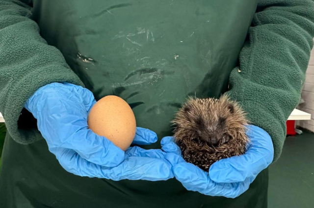 Hogwatch Dumbarton resident easyfundraising